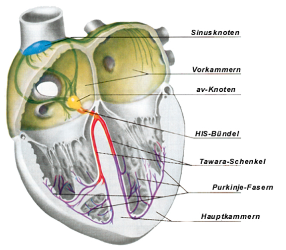 pulmonary