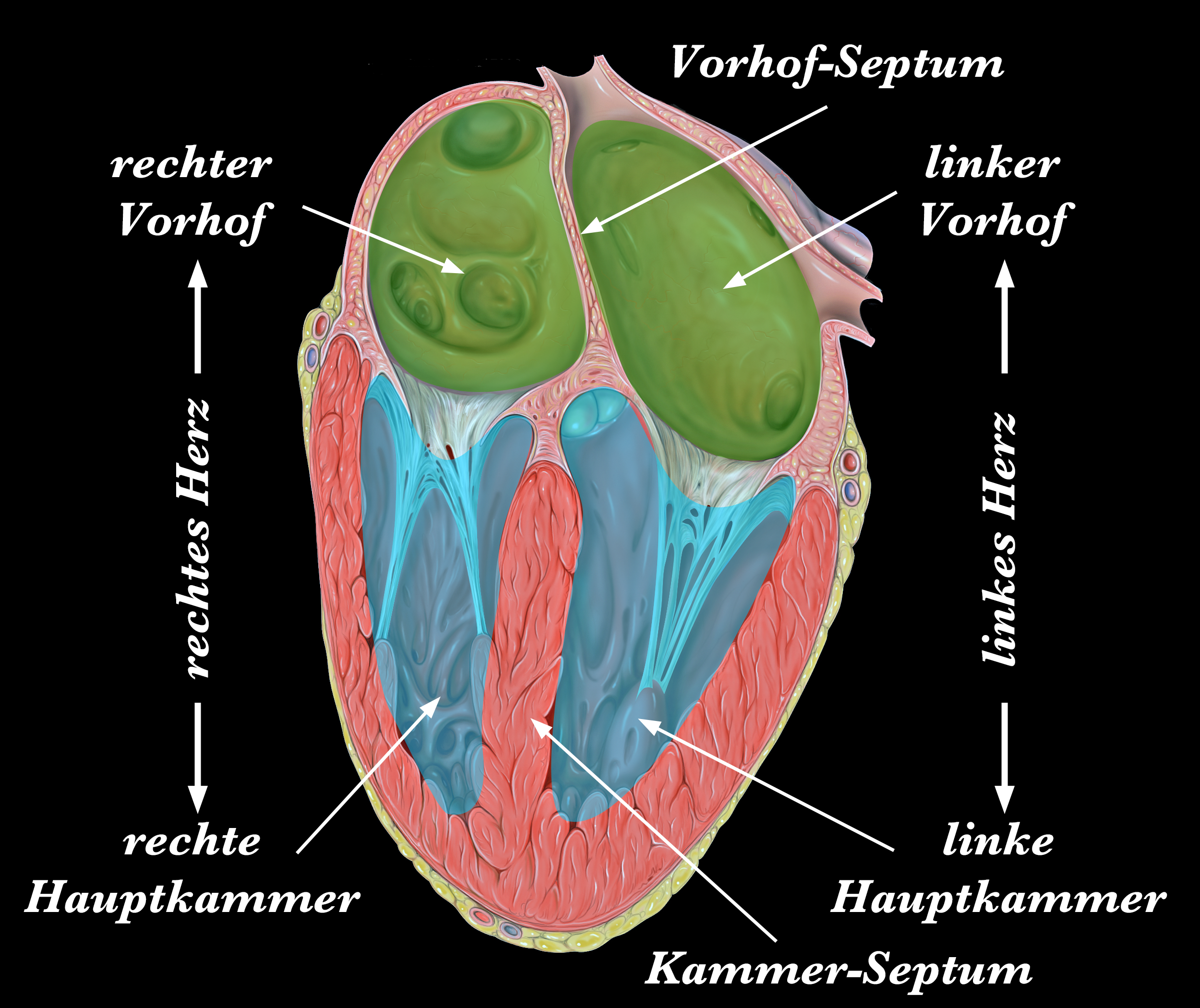 Kreislaufschema