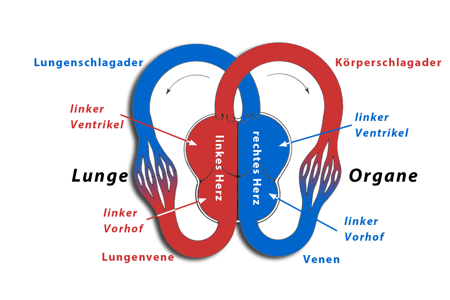 Kreislaufschema