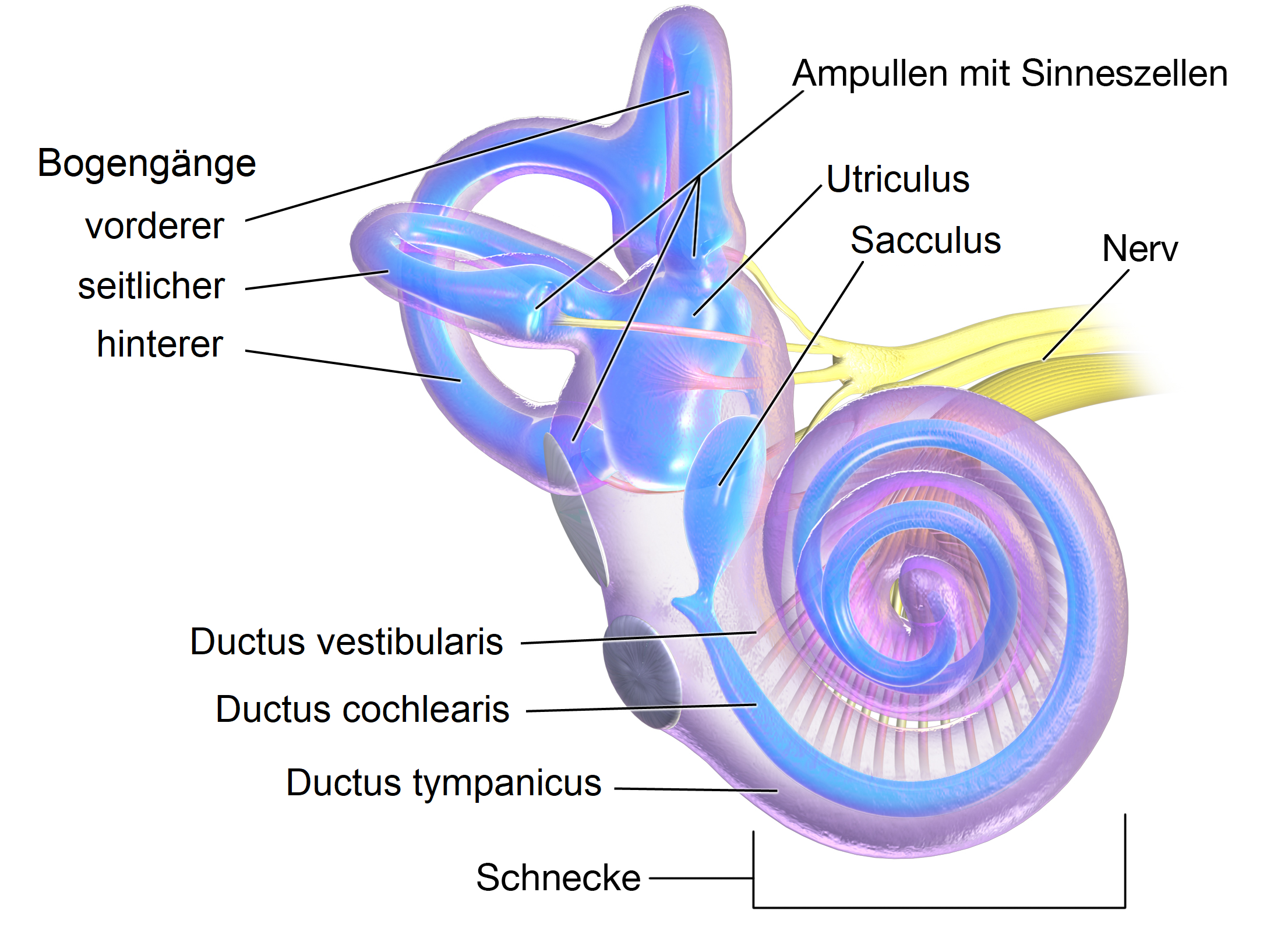 Elektrik des Herzens